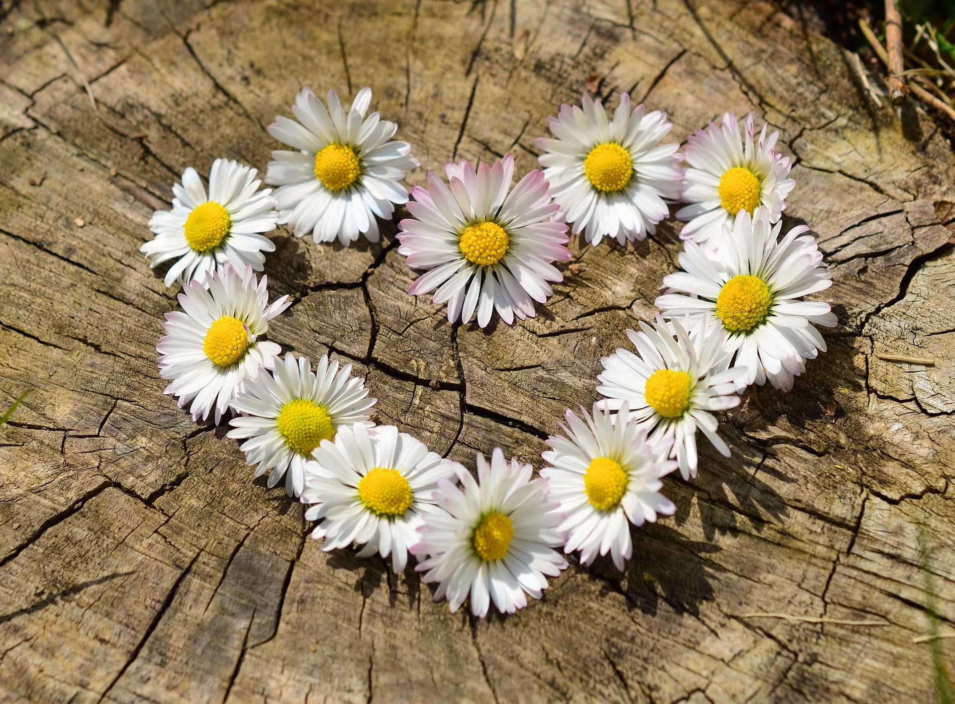 Blomma