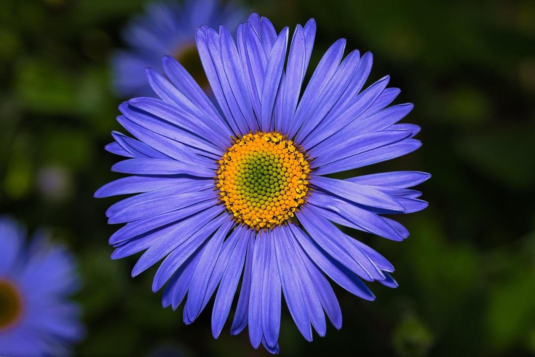 Blomma